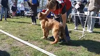 Монопородная выставка НО, Краснодар, 01.04.2023, Баларис Ти-Грей, класс Беби, 1ОП