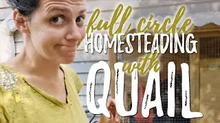 Raising Quail: Our Journey from Brooder to Butcher