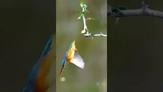 Beautiful Bird #short #animals #bird