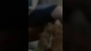 Anjing sedang kenalan
Dari pantat