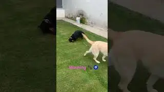 Pets Vacation | In-house Pet Hostel at Mohali | Pawwnation “Be My Guest” #pets #fun #video #dog #cat