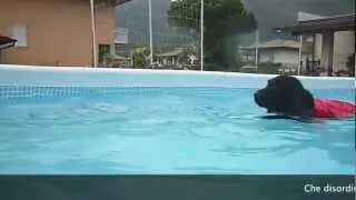 Rocky prima volta in piscina