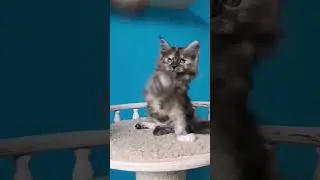Варенька, Варварушка, Варюша! Нежный цветочек, очень ласковая и деликатная девочка!  #мейнкун
