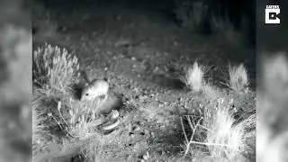 Untitled video