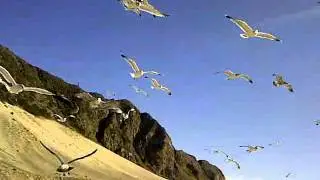 Feeding seagulls
