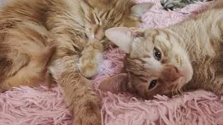 Рыжие котики - это отдельный вид искусства🎨✍🎭💕