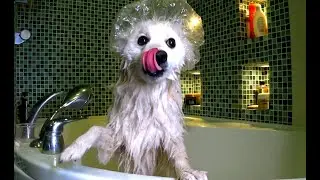 Японский шпиц моется [Full HD]. Japanese spitz washes
