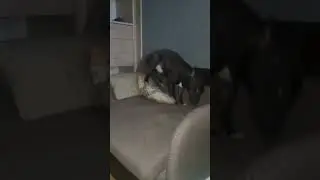 Петя бультерьер 😁 