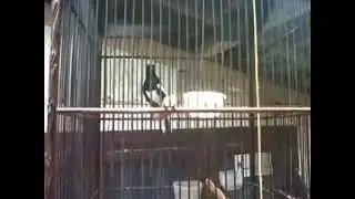 Kicau Burung Kacer Volume Tembus mantap bos