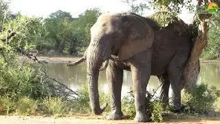 Scratch that itch!! Elephant scratchs bottom.