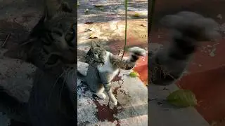 kucing lucu menggemaskan #shorts