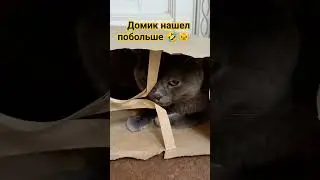Домик нашел побольше🤣🐱🏠 