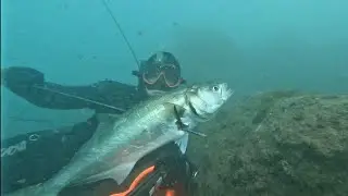 Chasse sous marine côte d'azur été 2021