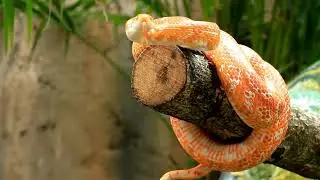 Discovering these slithery secrets! 🐍  creatures up close #SnakeLife  #ReptileLover #Nature #shorts