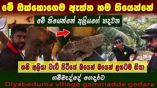 මේ හම රෝම නියපොතු දත් ඇත්ත ඒවා | මේ තියෙන්නේ අලියගේ හදවත | වීසී ගහන මාළු ගනන් අඩුයි| diyabeduma vlog