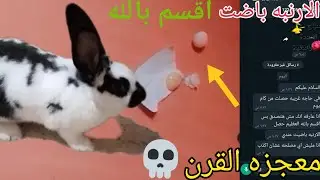 الارنبه المعجزه باضت حاله أول مرة تحصل فى العالم