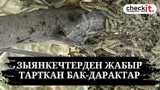 Зыянкечтерден жабыр тарткан бак-дарактар