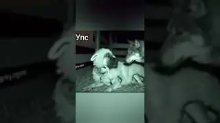Волкодав и волк