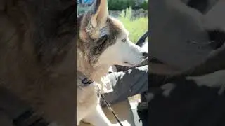 When you forget to ask in advance. #shorts #caddy #dog
