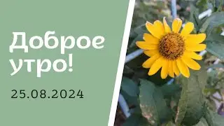 Доброе утро! 25.08.2024