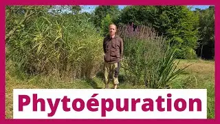 La phytoépuration : Transformer l'eau usée en ressource avec Eau de Vie