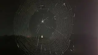 Spider Build his house 4k