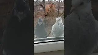 Птенцы 🐣🐤🐥, мы хотим кушать
