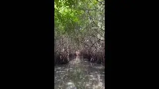 Pichavaram Mangrove Forest