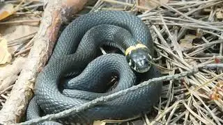 Обыкновенный уж в Осинской лесной даче.