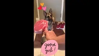 McKenzie, my German Shepard enjoying a very well earned yummy raw meal!