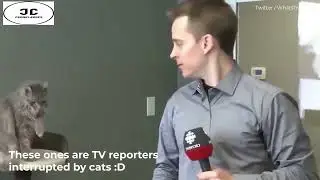 Reporter gets interrupted by Large cat Sneezing behind him #shorts