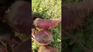 They were gnawing at the beets, I realized it in time.