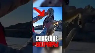 Дикий волк поселился во дворе с собакой!