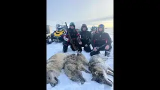 ВОЛКИ - ВОЛКИ НАС ОКРУЖАЮТ! - НЕ ВЕРЬТЕ - ЭТО ЯВНО ФЕЙК!