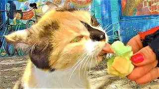 😺Tricolor cat and ice cream.