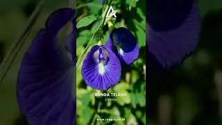 Let's get acquainted with edible flowers.  #bogor #visitbogor #bogorhits #nature #bogortraveller