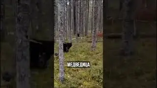 Завершилась успешная реабилитация троих медвежат-сирот: Марты, Туси и Джексона