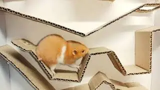 Hamster Maze 2 | hamster going down the maze #hamstersmaze