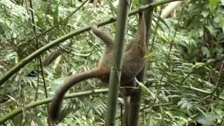 Prolemur simus playing in SangaSanga forest SamAmbler
