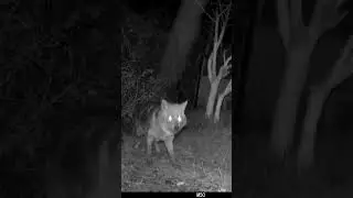 Çakal ➡️ Golden jackal                    #çakal #jackal #sjcam #fotokapan