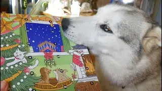 Lucky HUSKY opens his ADVENT CALENDAR ....