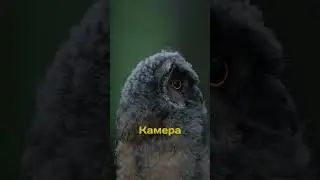 Разница между Iphone и камерой