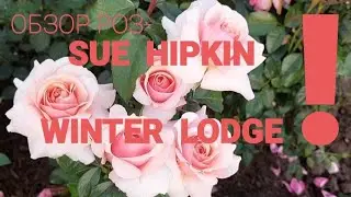 Обзор роз- Sue Hipkin, Winter Lodge.