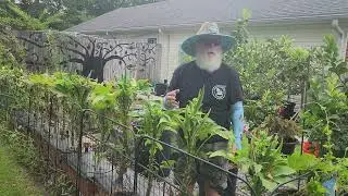 240829 Baby Bubba Okra Update