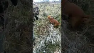Отдых в Подмосковье. Охота с собакой.