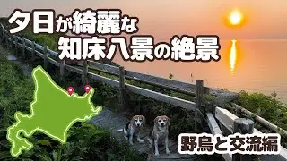 06【北海道一周 車中泊の旅】野鳥と交流を深める犬！？サロマ湖から知床ウトロへ～いよいよ旅も後半戦に -犬連れ夫婦キャンプ-