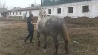 Бия сотилади .бугоз.+998-94-213-07-70