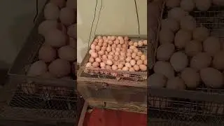 Гриз Бар рулит по неоплоду. Чебаркуль.