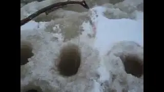 Белое море. Ухта.  Навага на ветку...