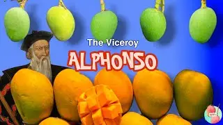 Alphonso - Explained Everything || Part - 1 || The King Of Mangoes || আলফনসো আম